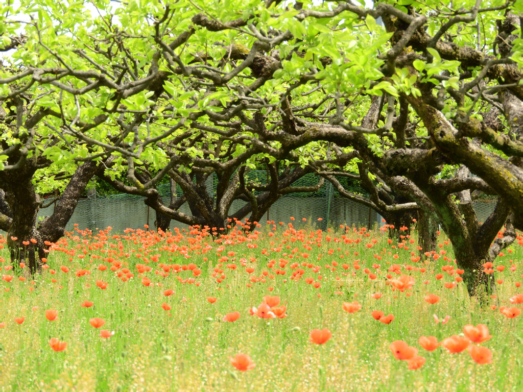 ナガミヒナゲシ