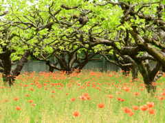 ナガミヒナゲシ