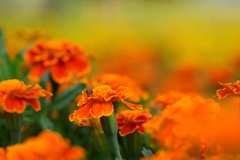 マリーゴールド？