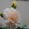 もう一花