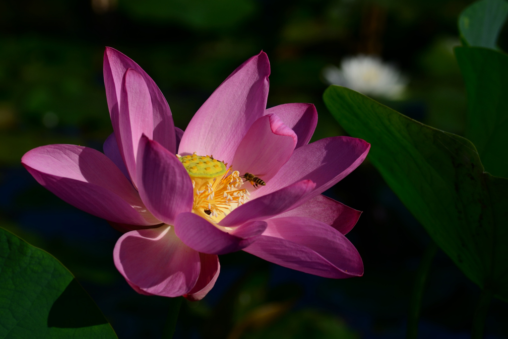 ホタル池ハス一輪