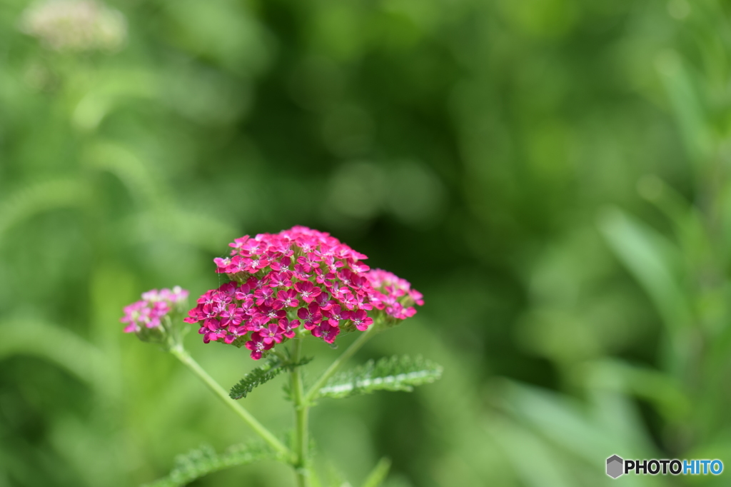 鋸草