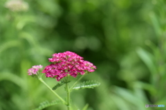 鋸草