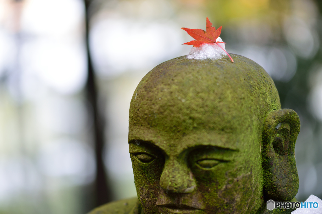 モミジのちょんまげ