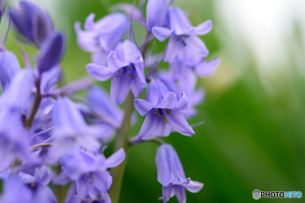 シラーカンパニュラータ