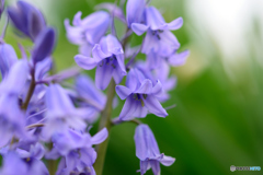 シラーカンパニュラータ