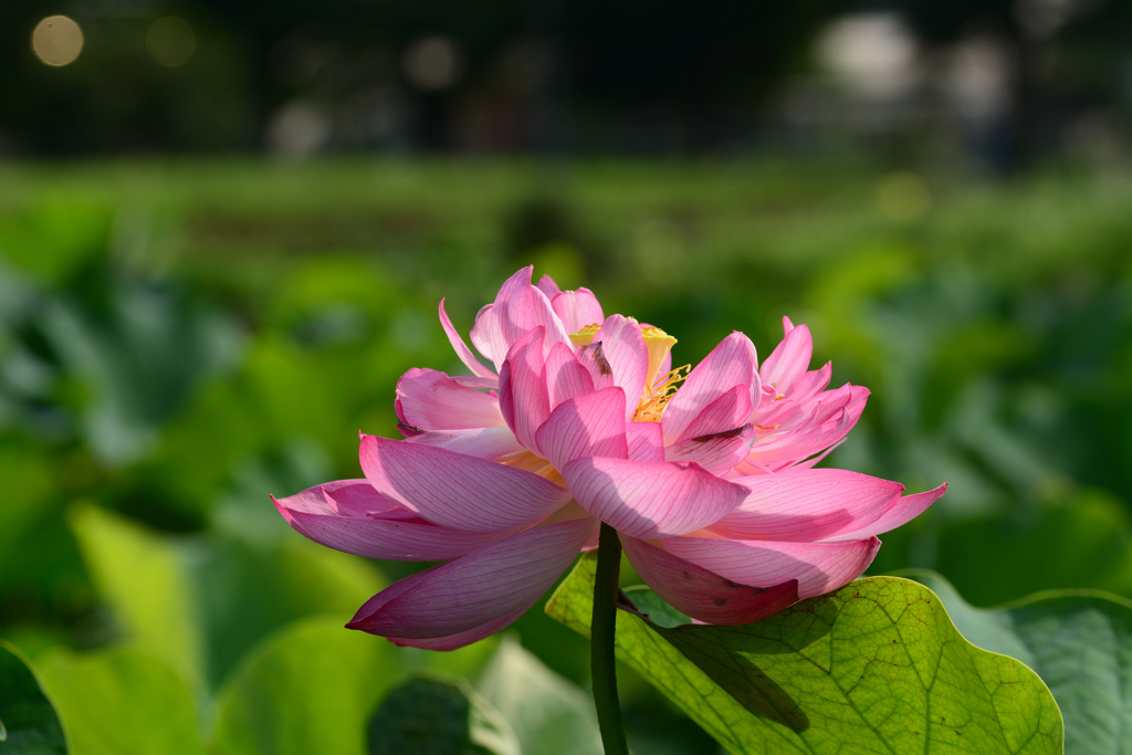 そろそろ見納め？