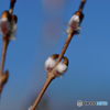 芽吹きの時期
