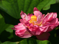 開花2日目