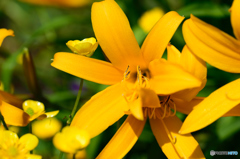 ムサシノキスゲ？