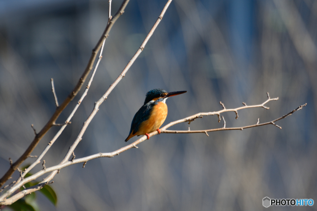 カワちゃん_0205