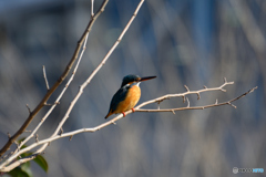 カワちゃん_0205