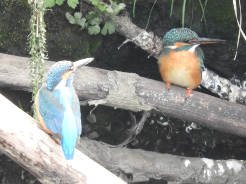 デートスポット