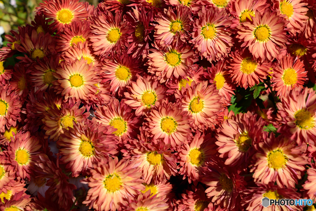 菊のタペストリー