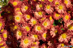 菊のタペストリー