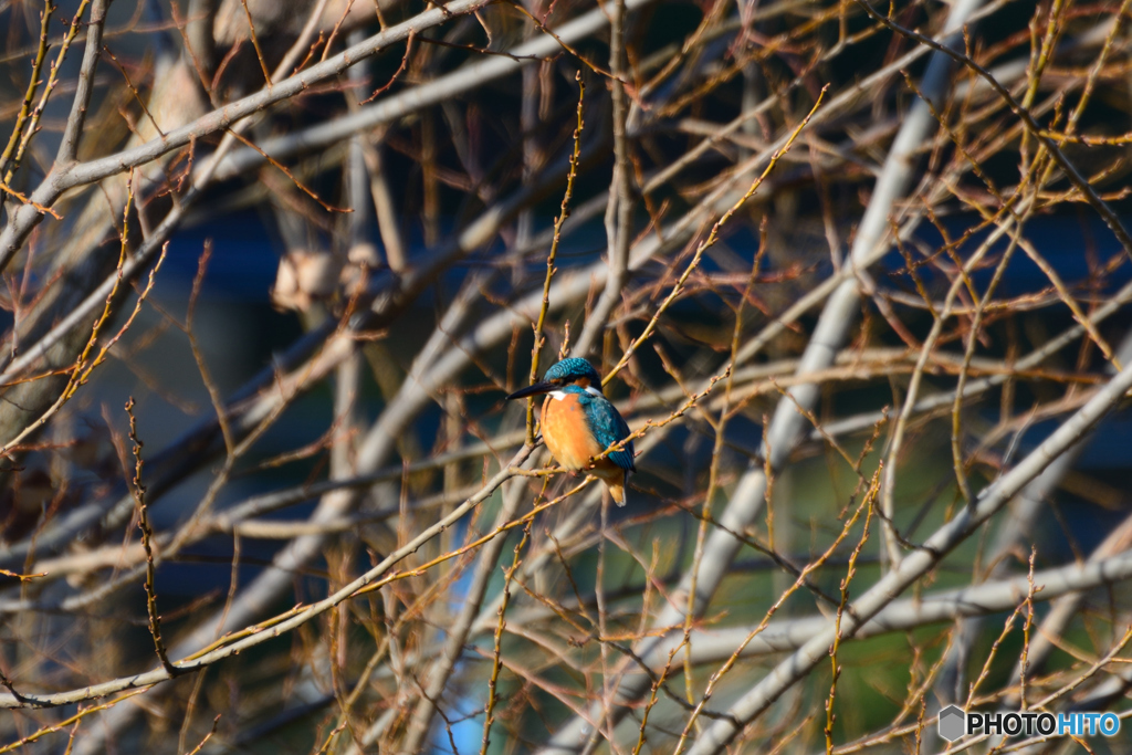 中流のカワセミ