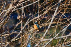 中流のカワセミ