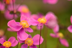 シュウメイギク