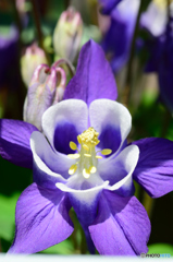 オダマキ草（紫）