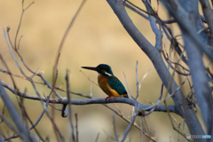 カワちゃん_0204