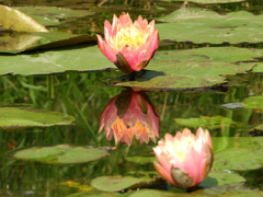 睡蓮開花