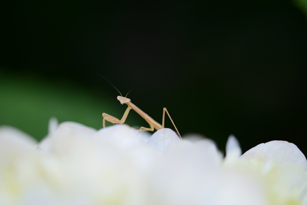 紫陽花の森で