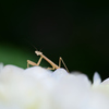 紫陽花の森で