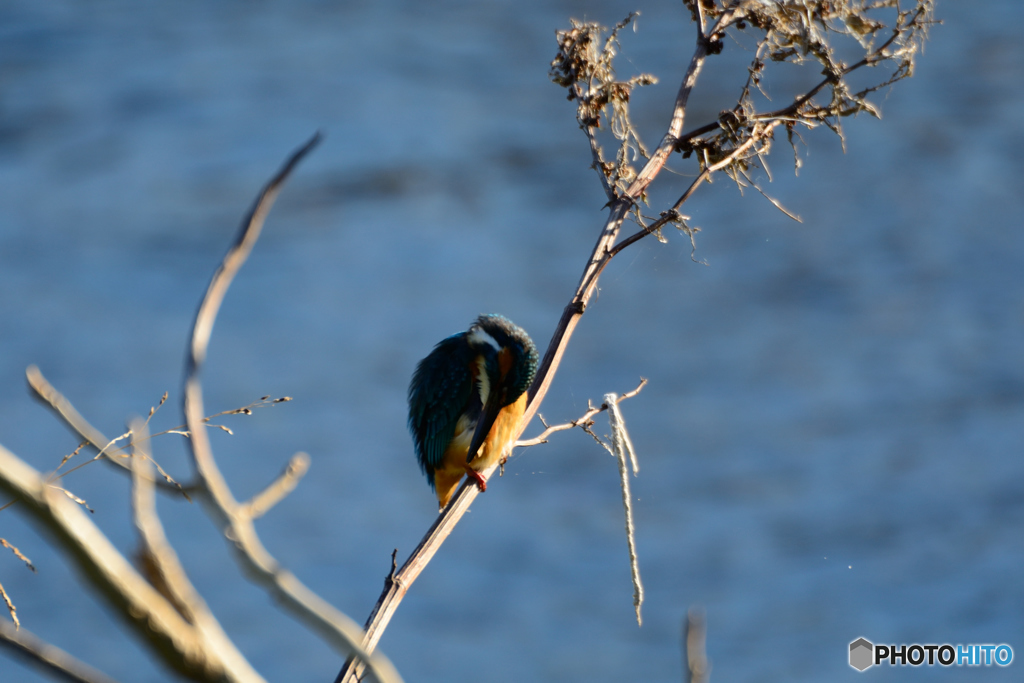 上流のカワセミ-2