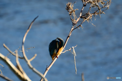 上流のカワセミ-2