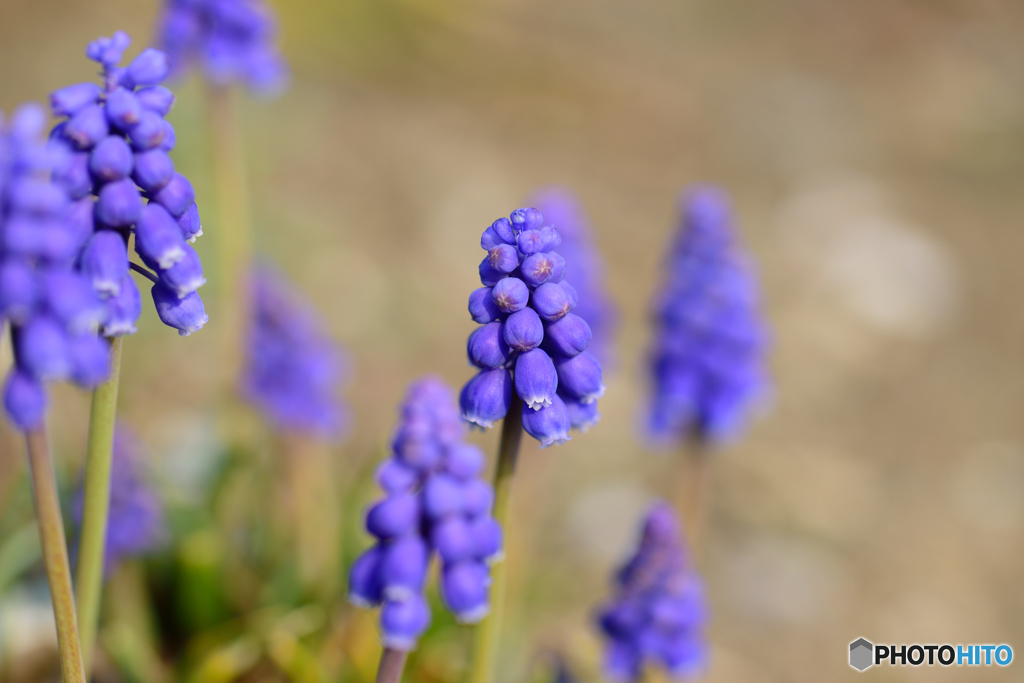 ムスカリ咲き始めました