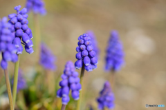 ムスカリ咲き始めました