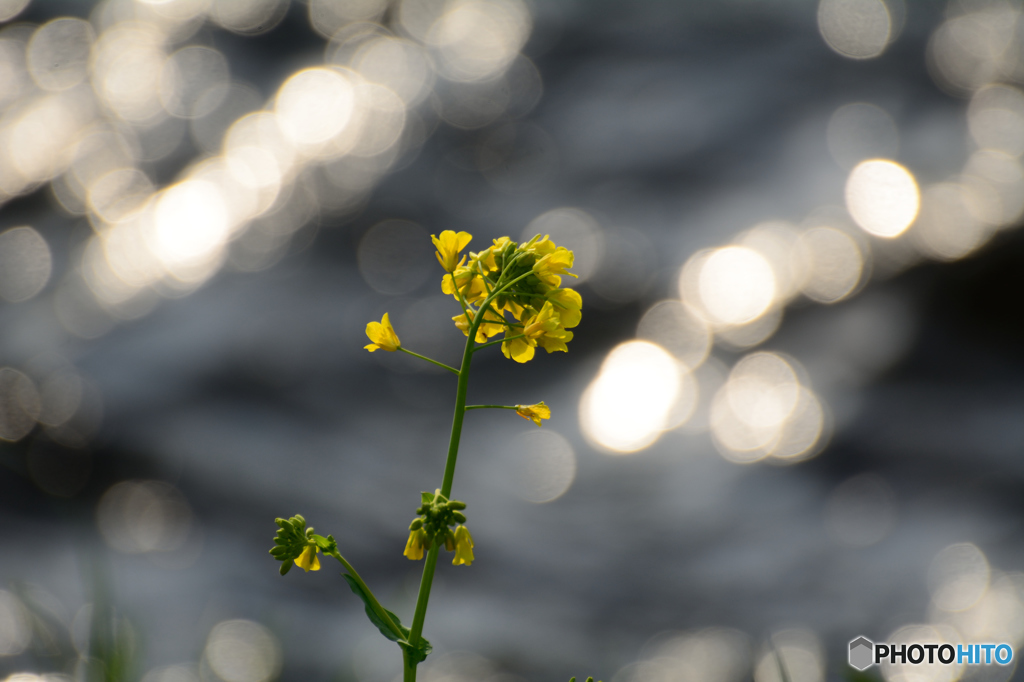 菜の花