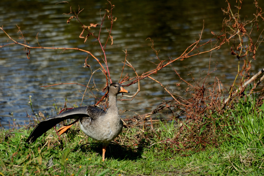 迷鳥、マガン？