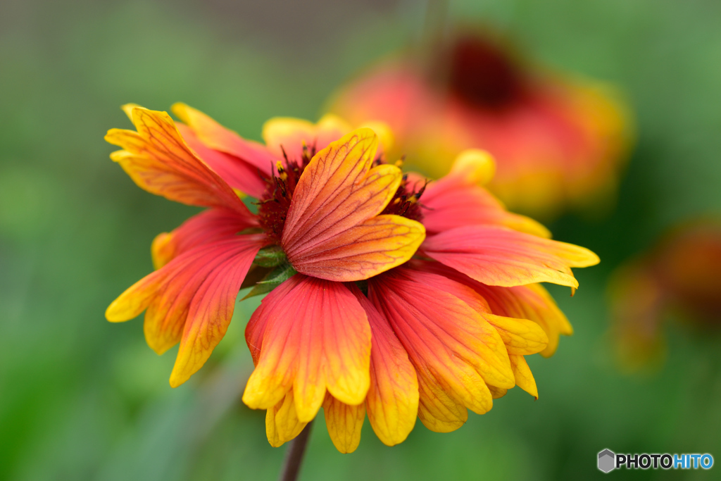 恥ずかしいのかな