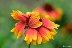 恥ずかしいのかな