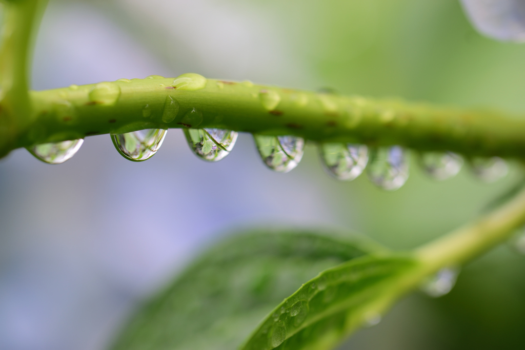 雨上がりの紫陽花_2