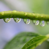 雨上がりの紫陽花_2