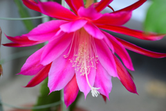 クジャクサボテン