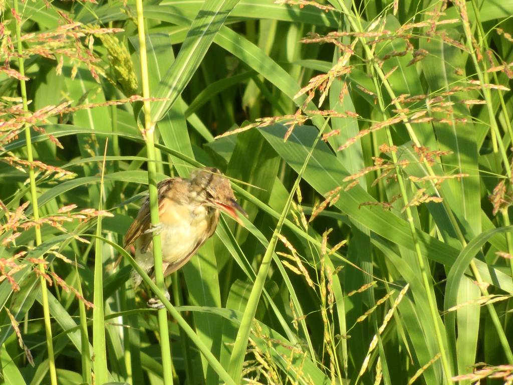 河原のにぎやかし