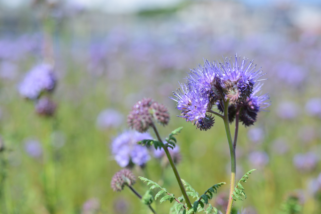なんの花だろう