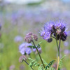 なんの花だろう