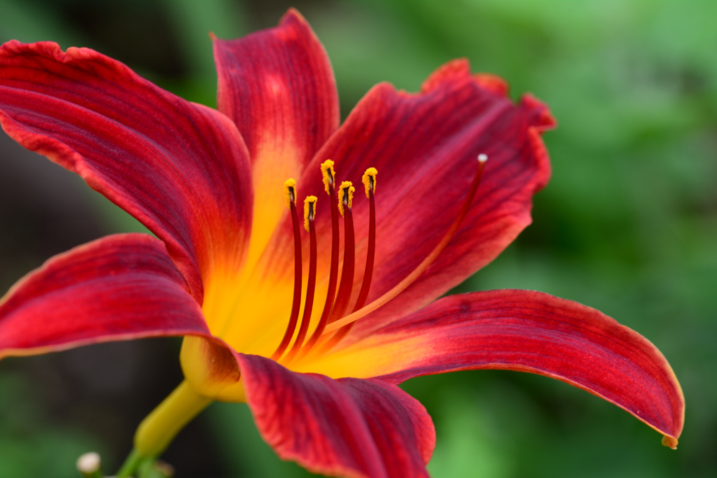 フェアマーガレット