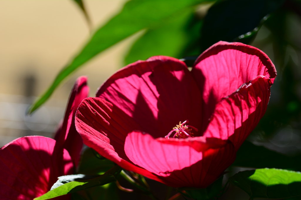 久々の晴天_フヨウ