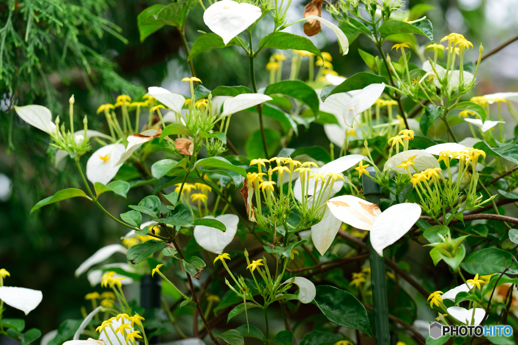 コンロンカ山脈