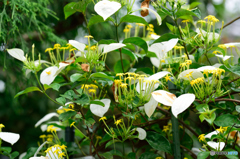 コンロンカ山脈