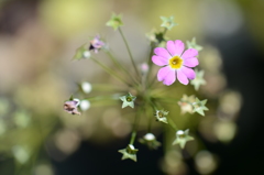 打ち上げ花火