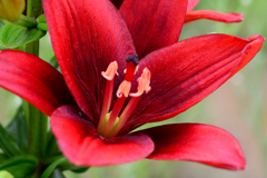 パープルカサブランカ_1