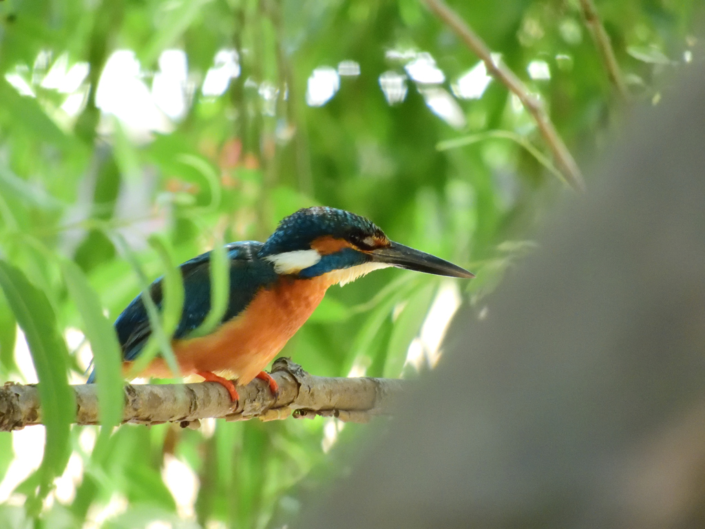 目標捕捉、第一種飛込体制