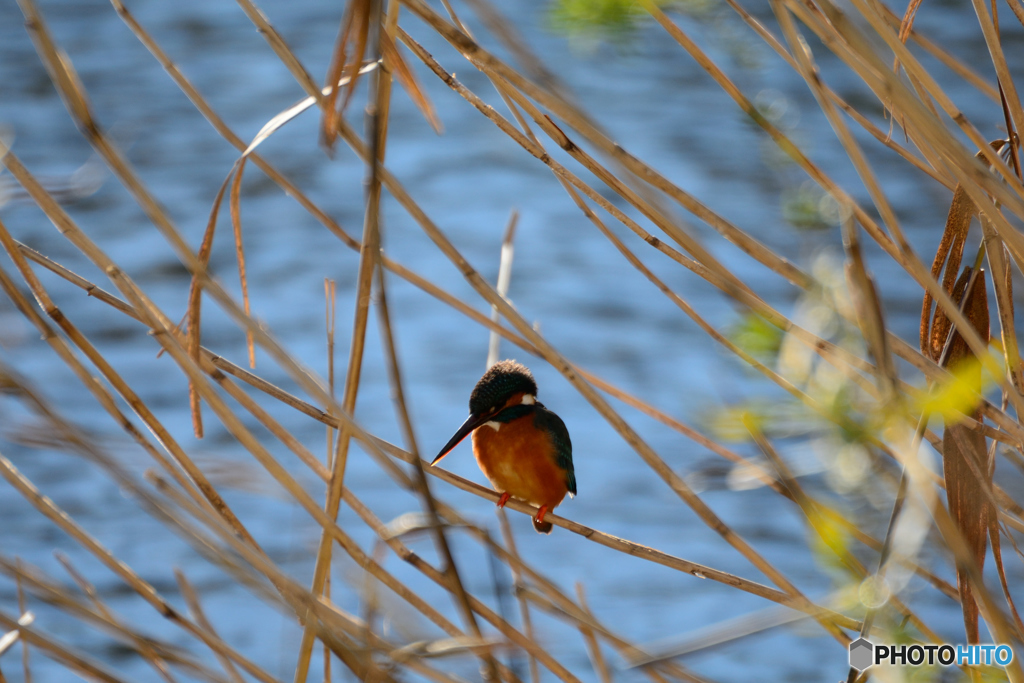 今日もカワセミ日和_1羽目