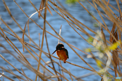 今日もカワセミ日和_1羽目